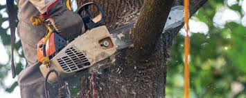 Best Aeration Services  in Trenton, NJ