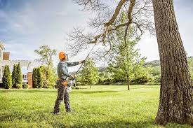 Best Lawn Renovation and Restoration  in Trenton, NJ