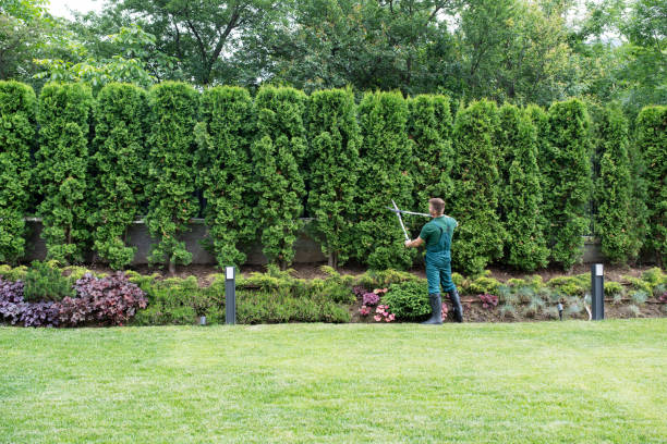 How Our Tree Care Process Works  in  Trenton, NJ