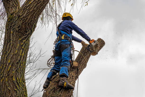 Best Palm Tree Trimming  in Trenton, NJ