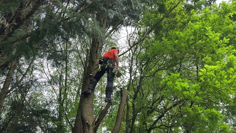 Best Tree Preservation Services  in Trenton, NJ