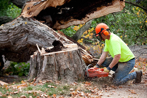 Best Hazardous Tree Removal  in Trenton, NJ