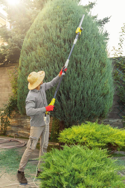 Best Weed Control  in Trenton, NJ